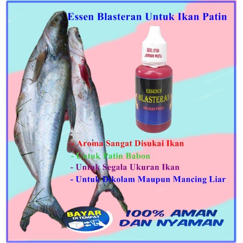 Essen Ikan Patin Babon | Essen Ikan Patin Galatama Dan Harian | Essen BLASTERAN Patin Jitu Terbaik