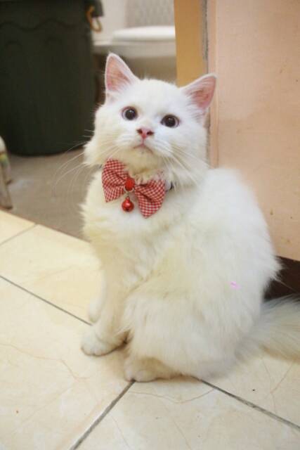 Dasi kupu-kupu kotak-kotak motif kecil untuk kucing / dasi lucu bowtie kucing size adult kitten