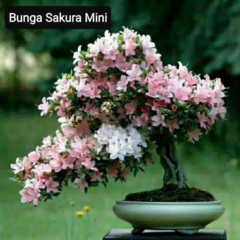 Jual Bibit Bunga Sakura Mini 10 Butir | Shopee Indonesia