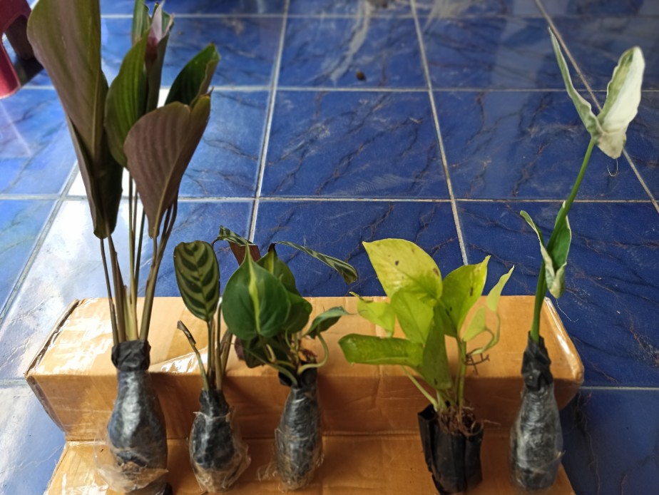 Tanaman Srigading Lemon - Sirih Gading Lemon - Srigading Love