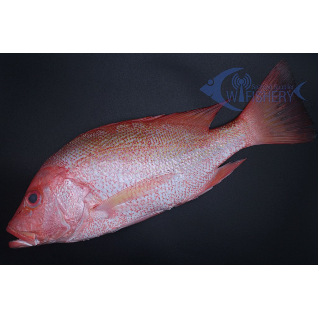 

Ikan Kakap Merah Utuh Bersih - Red Snapper Ori WGGS