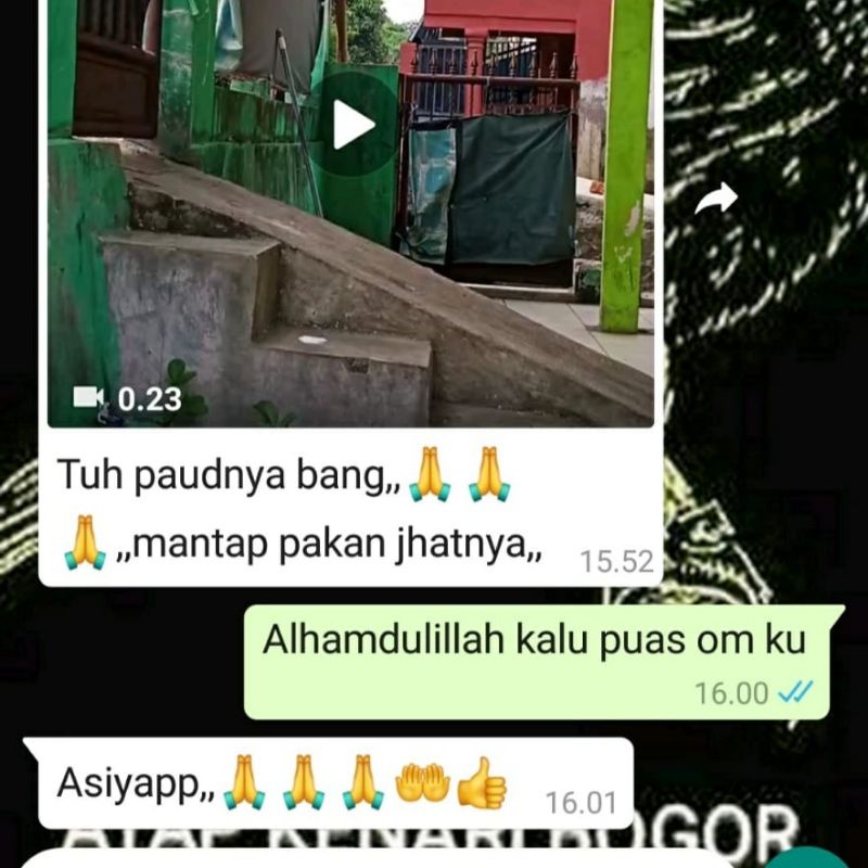 ady78 Pakan Kenari Macet (Pakan Jahat Gold ReCondition)