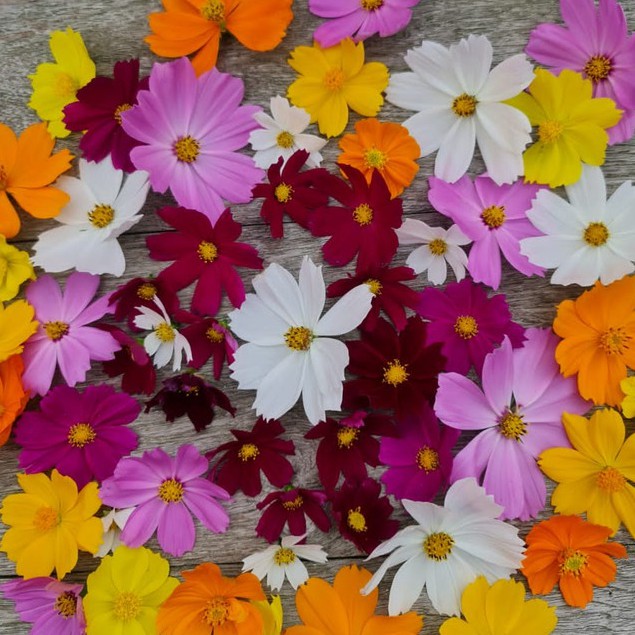 

UsahaTemanku Cosmos Edible Flowers Kenikir