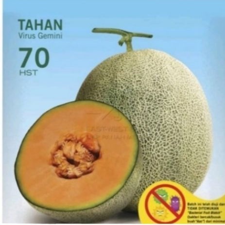 BENIH MELON HIBRIDA GOLDEN  AROMA MADESTA F1