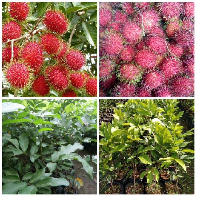 Promo Paket Bibit Rambutan 100 rb 3 bibit