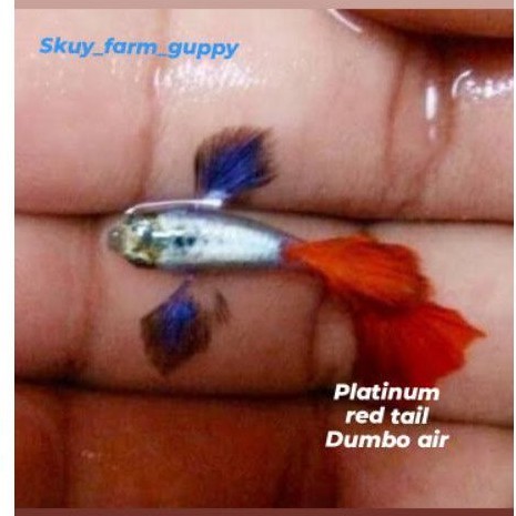 indukan ikan Guppy Platinum red tail guppy FRTADE berkualitas