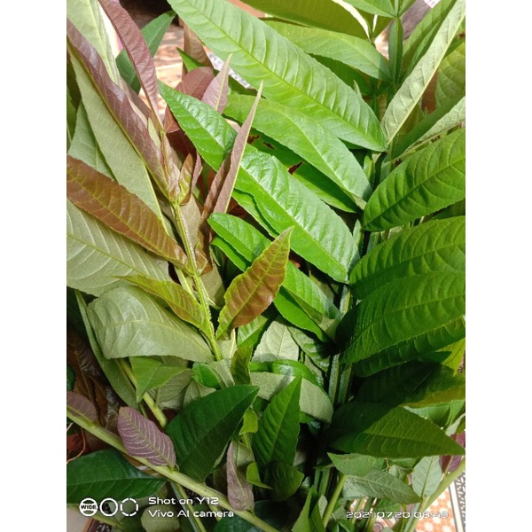 obat herbal covid daun sungkai 100gr