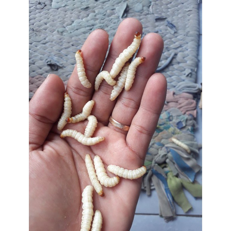 Jual Isi 20 Ulat Bambu Ulet Uler Bumbung Cilung Umpan Mancing Gurami Pakan Burung Indonesia Shopee Indonesia