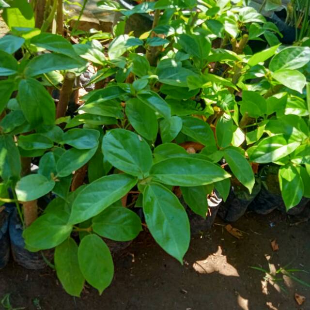 Bibit Tanaman Cincau Perdu/Cincau Batang Rimbun bibit cincau pohon bibit cincau perdu bibit cincau j