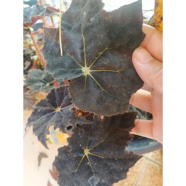 begonia black velvet