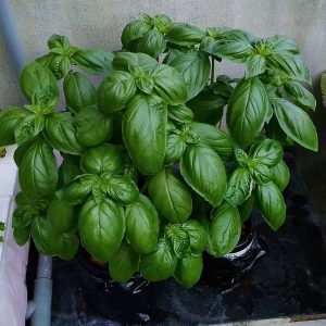 Benih Basil 30 Seed  - Benih Asli Dari Tanaman - Bukan Hasil Lab - Ocimum Basilicum