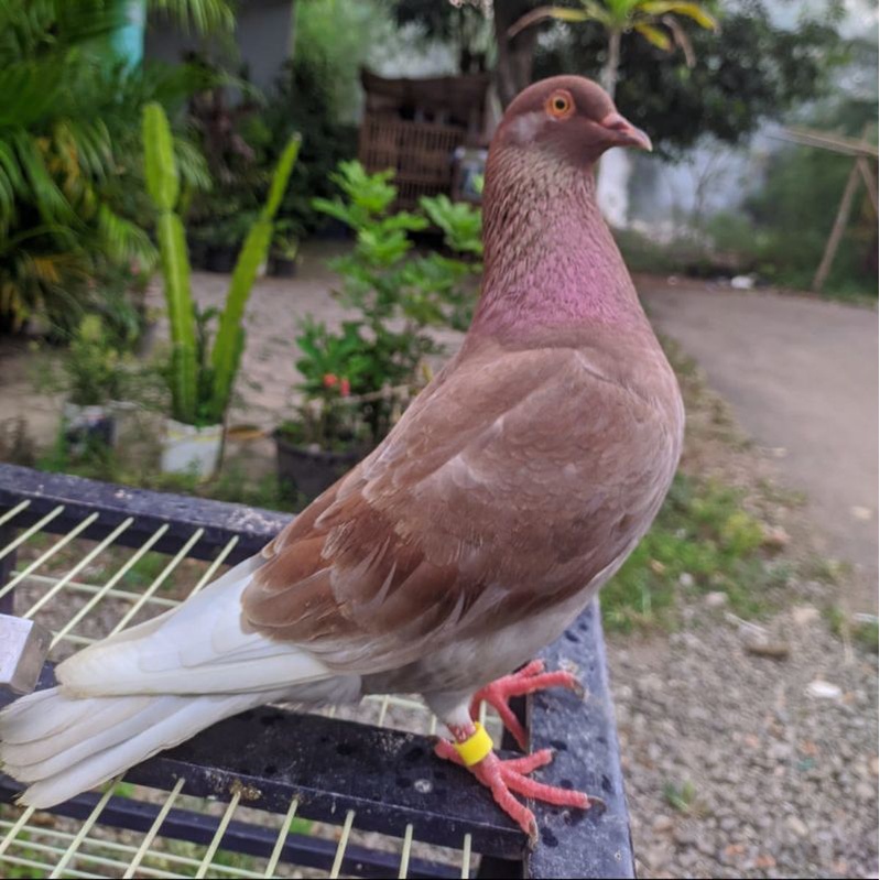 sepasang merpati kolong bahan mewah super stabil