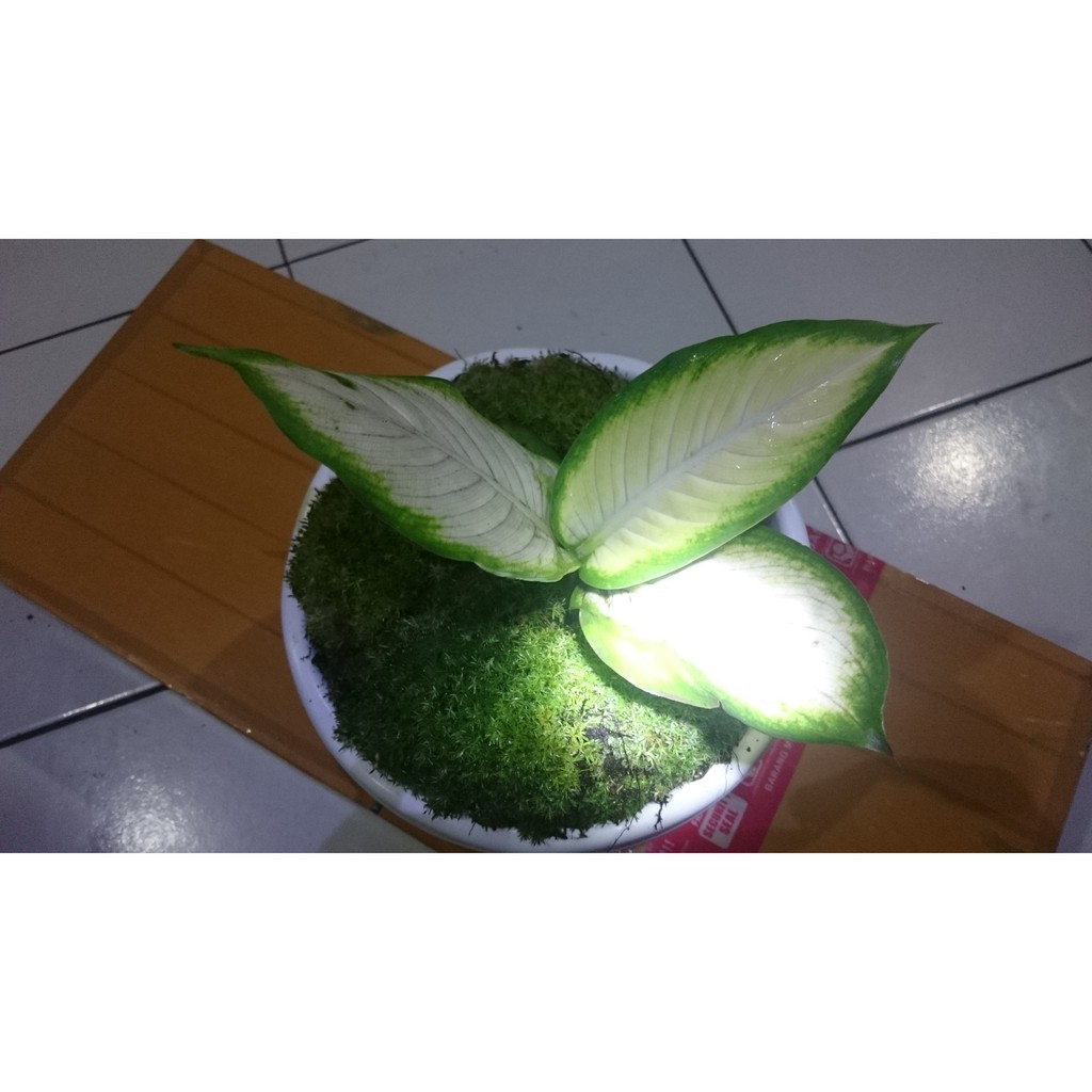 Aglonema Tissue #Sri Rezeki Putih Exotis