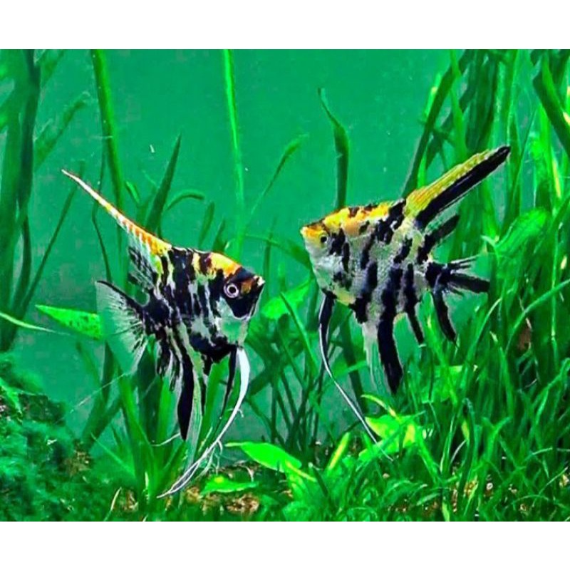 ikan hias manfish tricolor