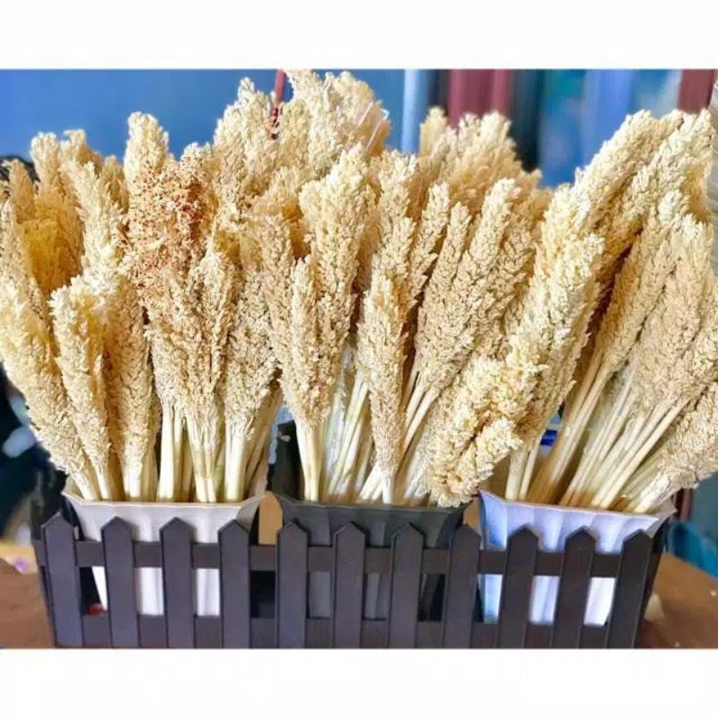 

bunga cantel / sorgum / bunga kering