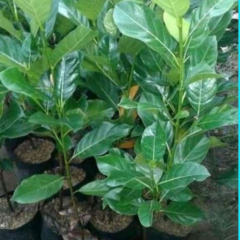 bibit nangka merah super