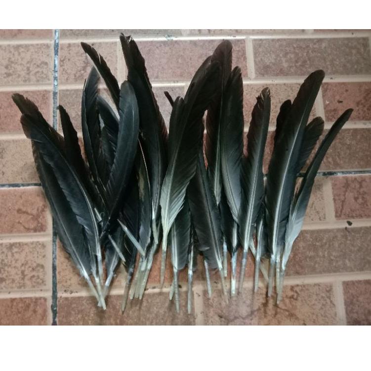 [KODE PRODUK NCBLZ4397] Bulu Sayap Ayam Jago Warna Asli Hitam 50 Helai