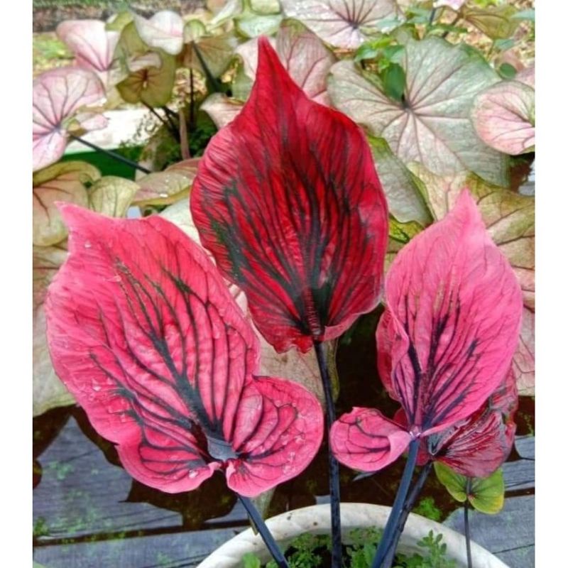 Umbi Caladium Mahesa Jenar - Keladi hias hybrid import thailand