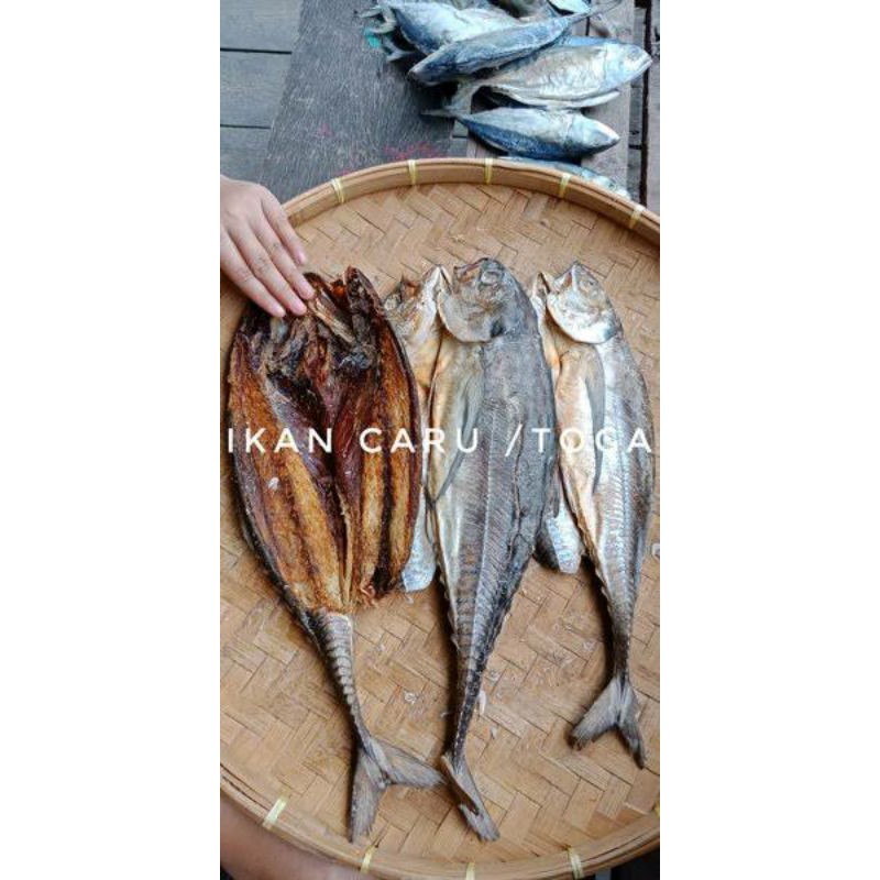 

ikan asin toga/ caru/ tegang ekor