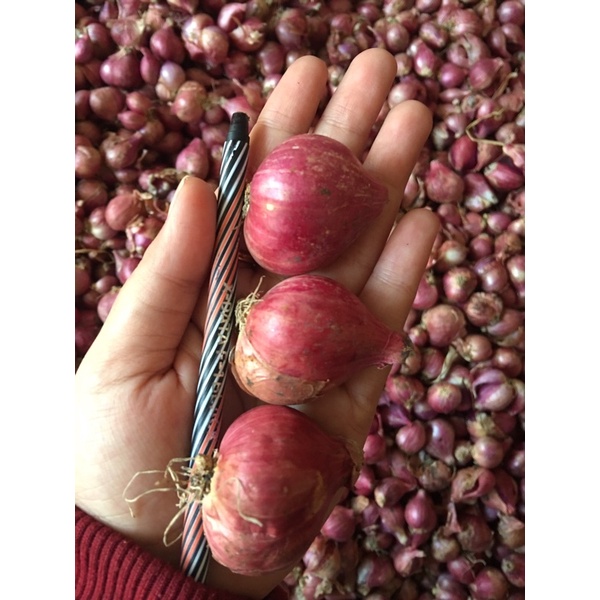 

BAWANG MERAH LOKAL SUPER