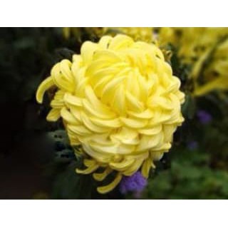 10 benih biji bunga krisan / chrysantheum Jessie flower