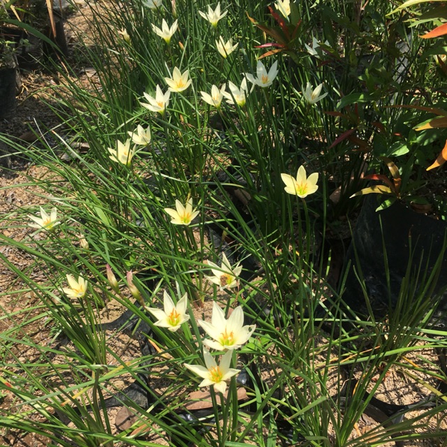 Tanaman kucai bunga / kucai hias