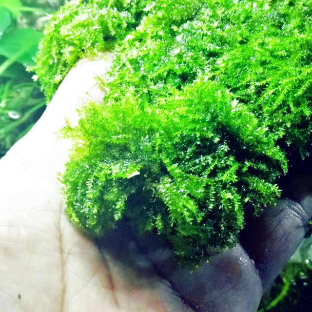 Moss Weeping tropica kualitas kontes aquascape akuarium per cup ice cream besar