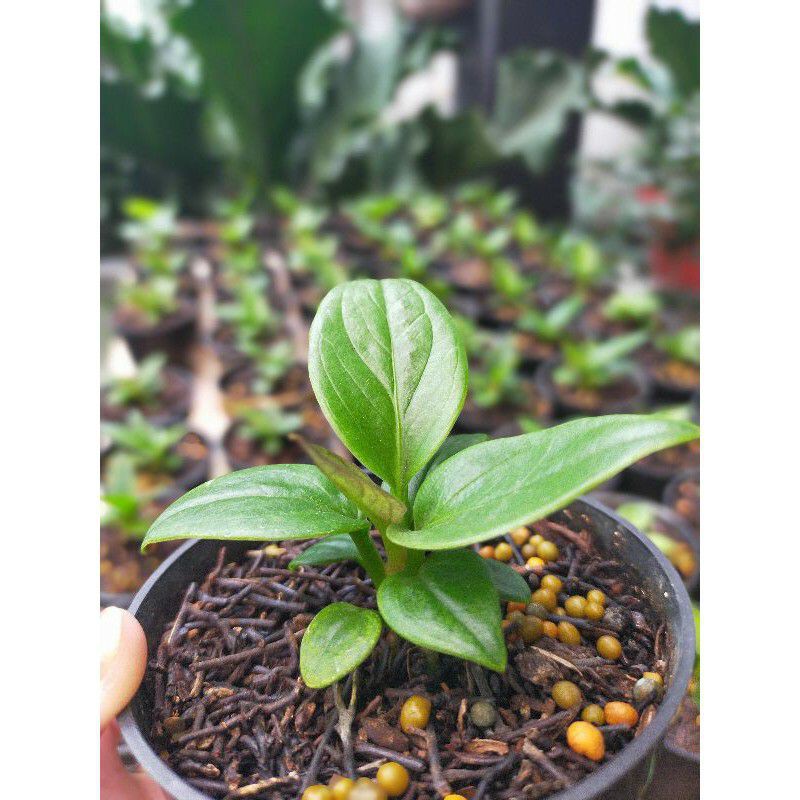 BIBIT ANTORIUM JEMANI MANGKOK EKA DAUN 6/7 tanaman hias murah