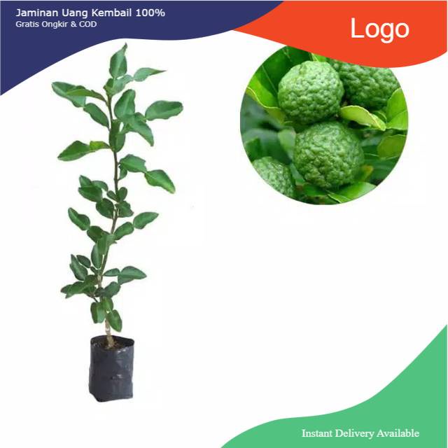 

1 paket isi 5 jeruk purut bumbu