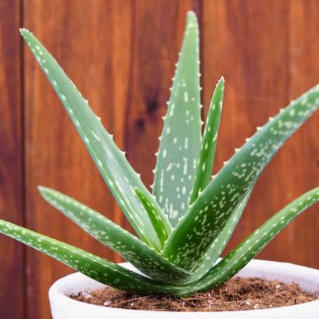 Tanaman Hias Lidah Buaya Aloe Vera Shopee Indonesia