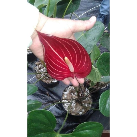 TANAMAN HIAS ANTHURIUM MICKEY MOUSE RED THAI BEAUTY