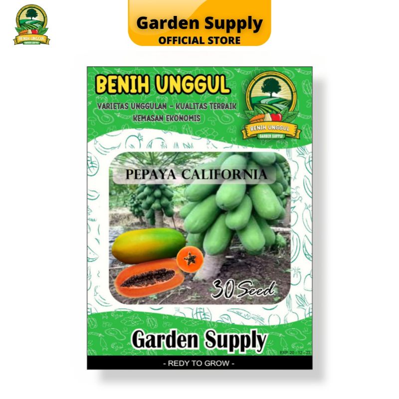 Bibit Unggul Pepaya California F1 Cepat Berbuah Dan Manis