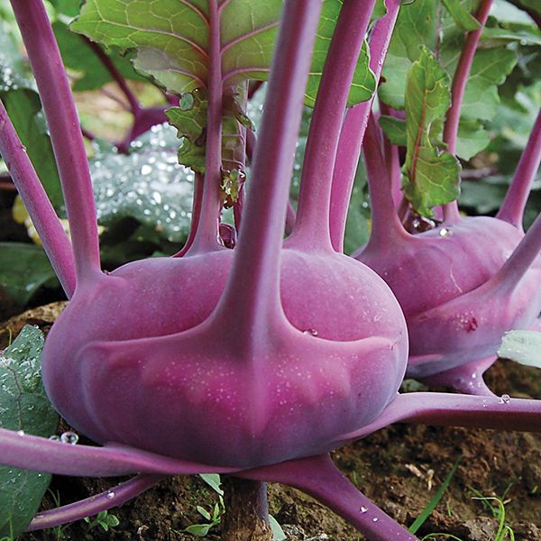 Benih Bibit Biji - Kohlrabi Purple Ungu Seeds - IMPORT