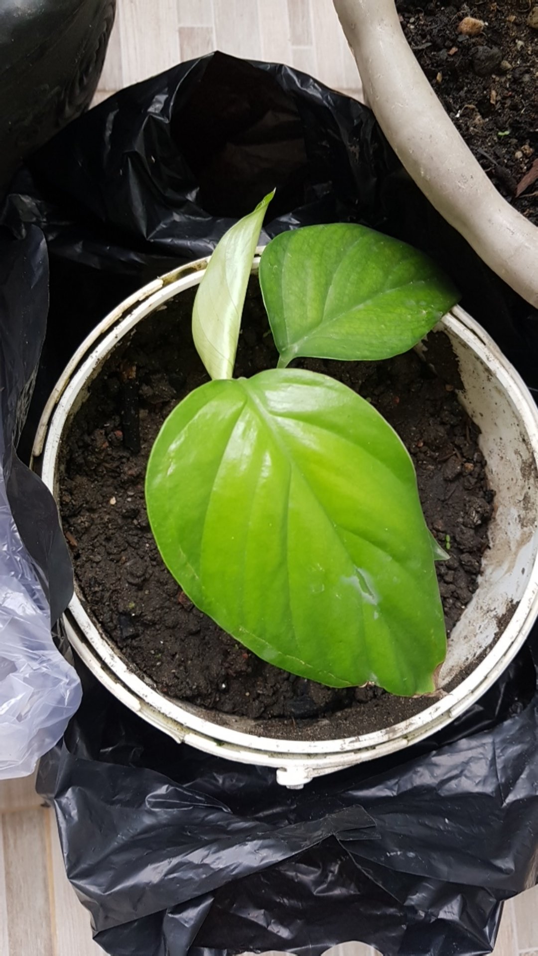 Tanaman Hias Philodendron Monstera Rhaphidophora ...