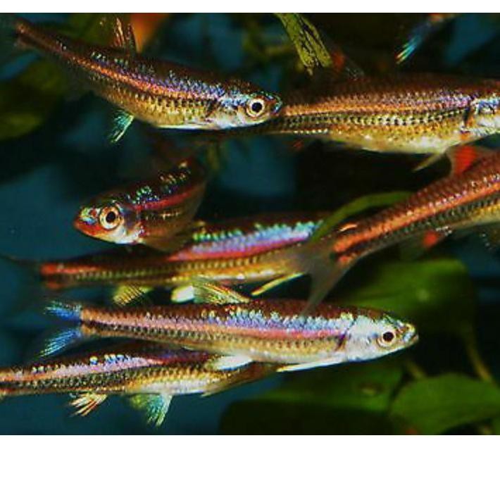 ☺☺» ( Bandung ) Ikan Rainbow Shiner