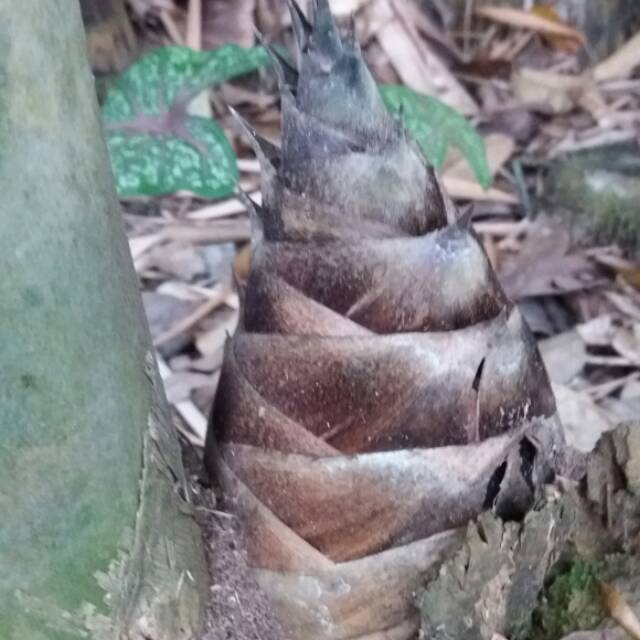 

Rebung/bambu muda segar dan tanpa pestisida 1kg