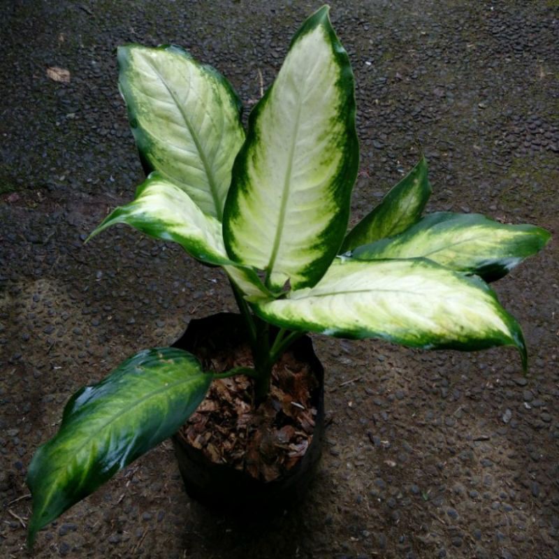 tanaman hias aglonema tisu/aglonema tisu