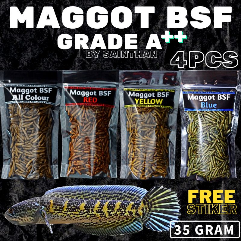 Maggot BSF Grade A++ SaintHan (4pcs) Yellow, Blue, Red, All Colour bisa untuk ikan Channa, Arwana, Louhan, Oscar, Peacock Bass, Chiclid, dan ikan predator lainnya