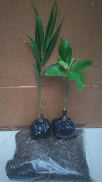 Tanaman Hias Melati Jepang