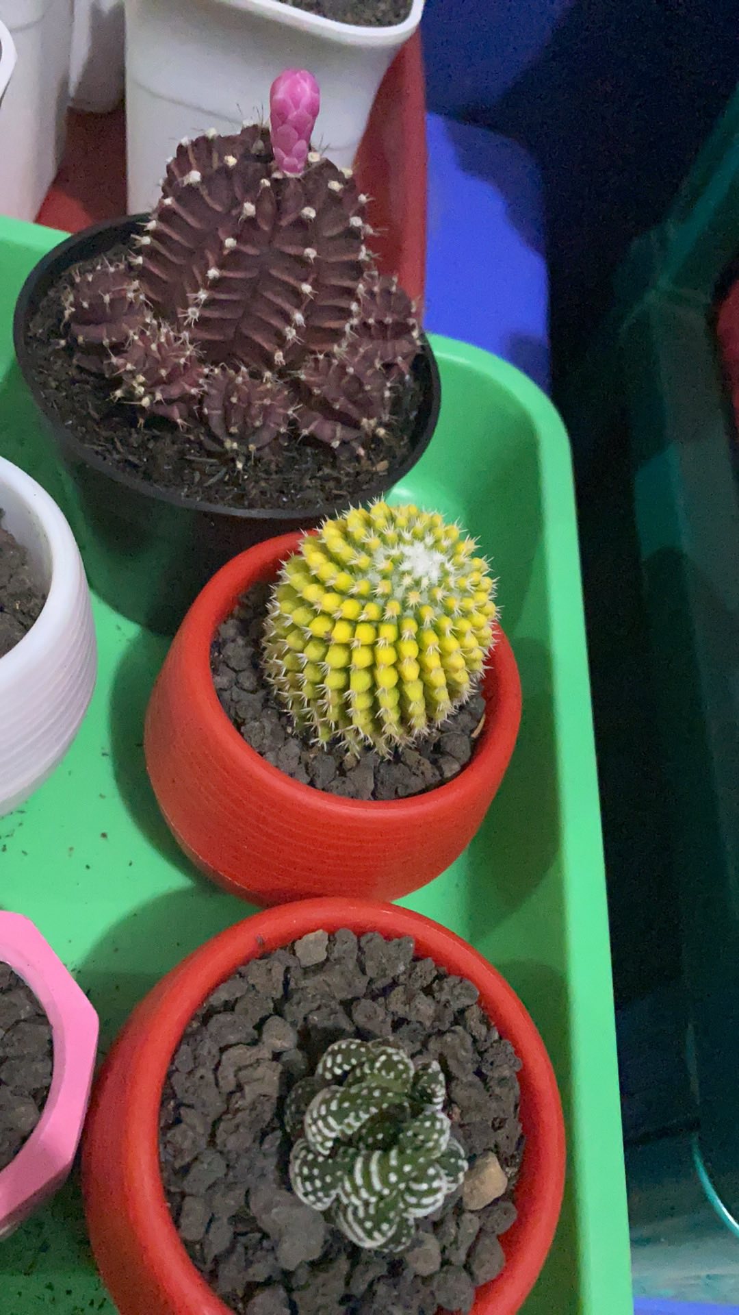 Pilihan Ownroot Premium