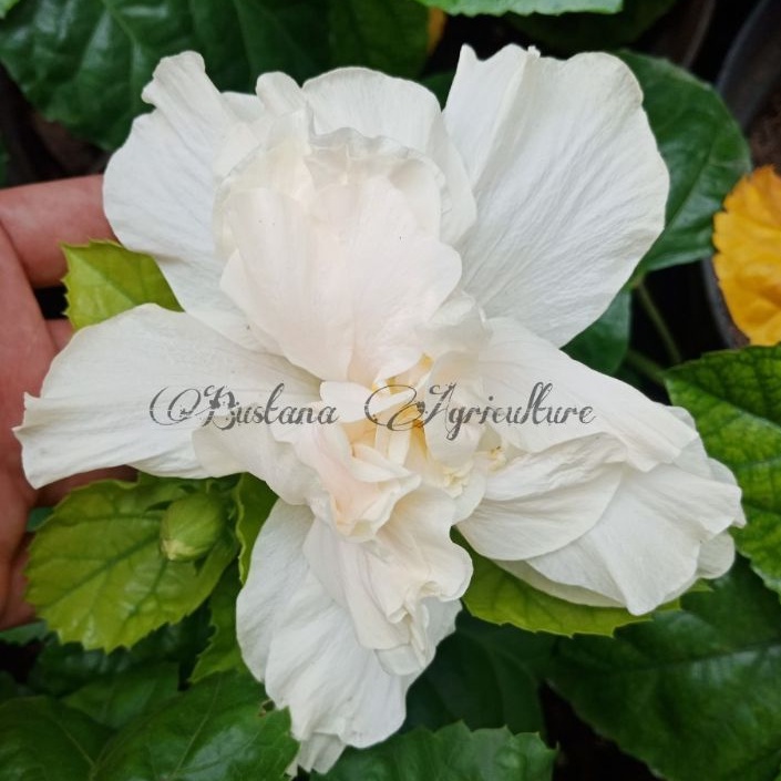 kembang sepatu hibiscus import tumpuk putih