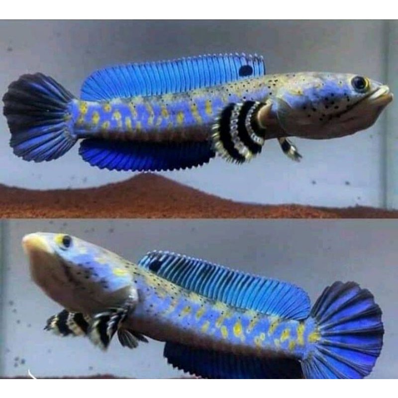 Hiasan Aquarium Channa Pulchra jumbo (Free Limbata)