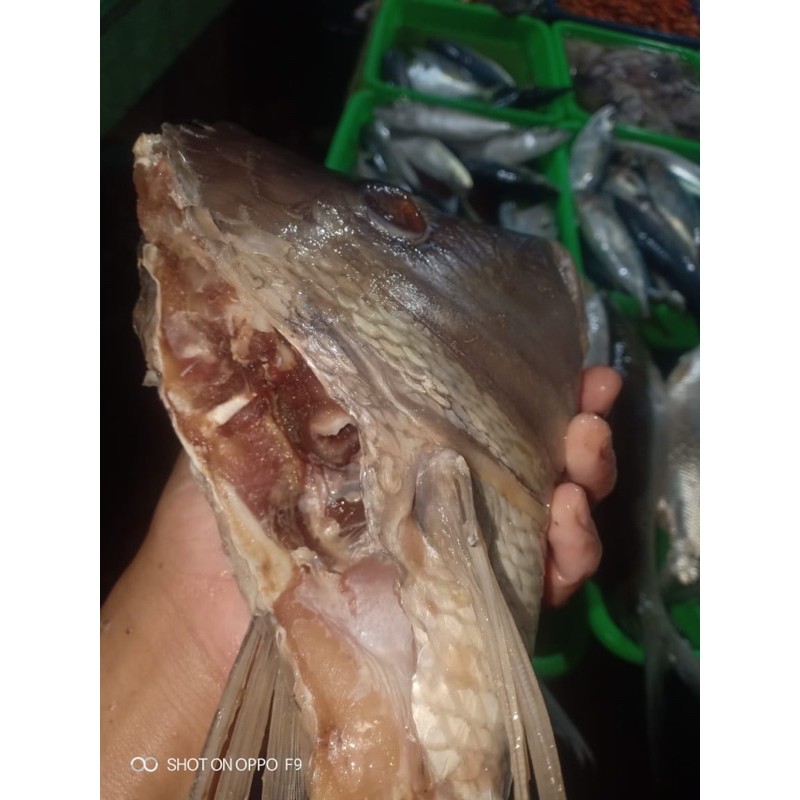 

Kepala Ikan Kakap