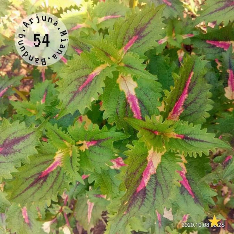 miana kode 54 / Arjuna Miana Bandung