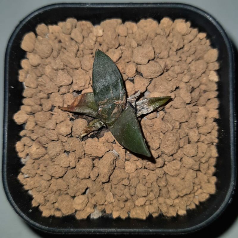 Ariocarpus Retusus (seedling)