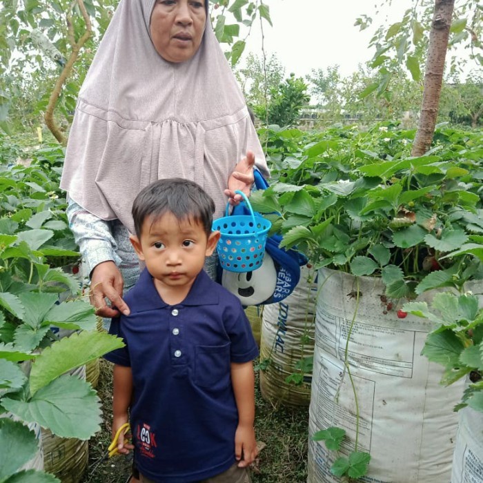 bibit tanaman buah strawberry California premium buah jumbo