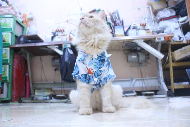 [Bahan adem] Baju pantai lucu warna biru untuk kucing dan anjing / baju kucing murah size S M L XL