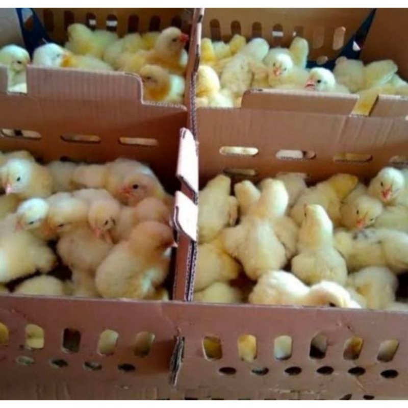 Doc Bibit Ayam Pejantan, Beli 10 Gratis 1 Ekor