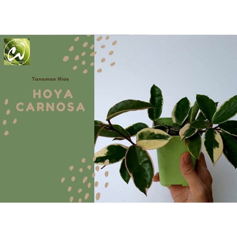 Hoya Carnosa