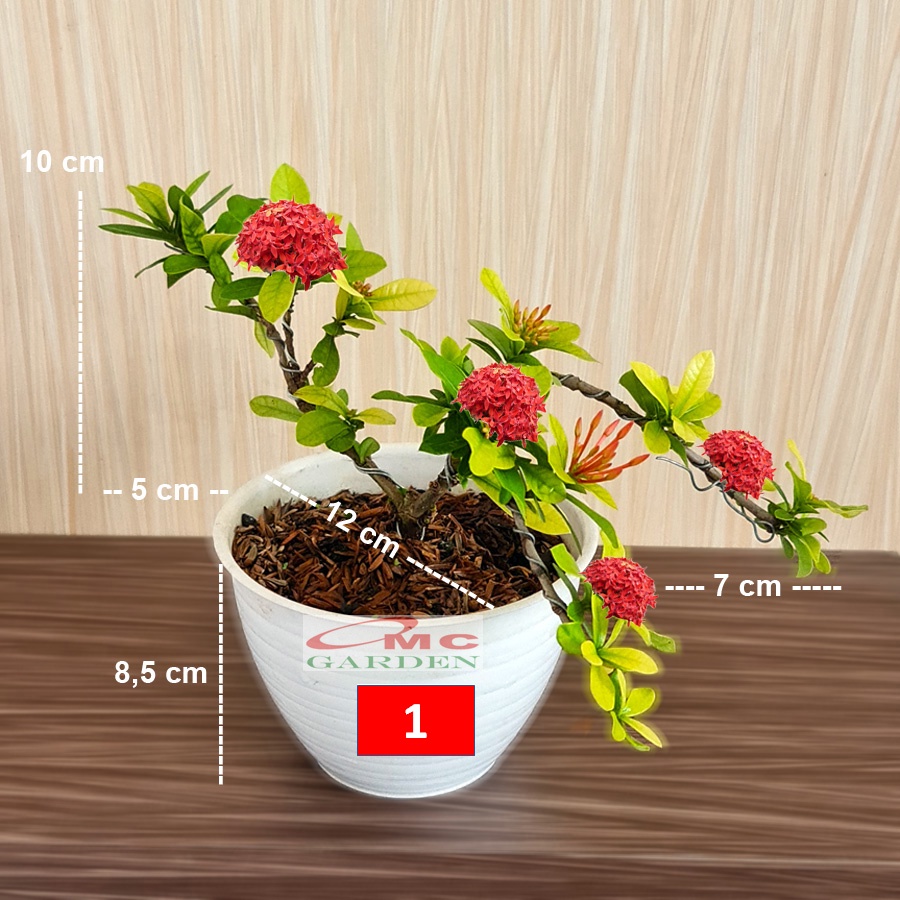 Tanaman Hias Bonsai Bonsae Mame Soka Mini Asoka Jepang Ixora Merah B-SMM-001